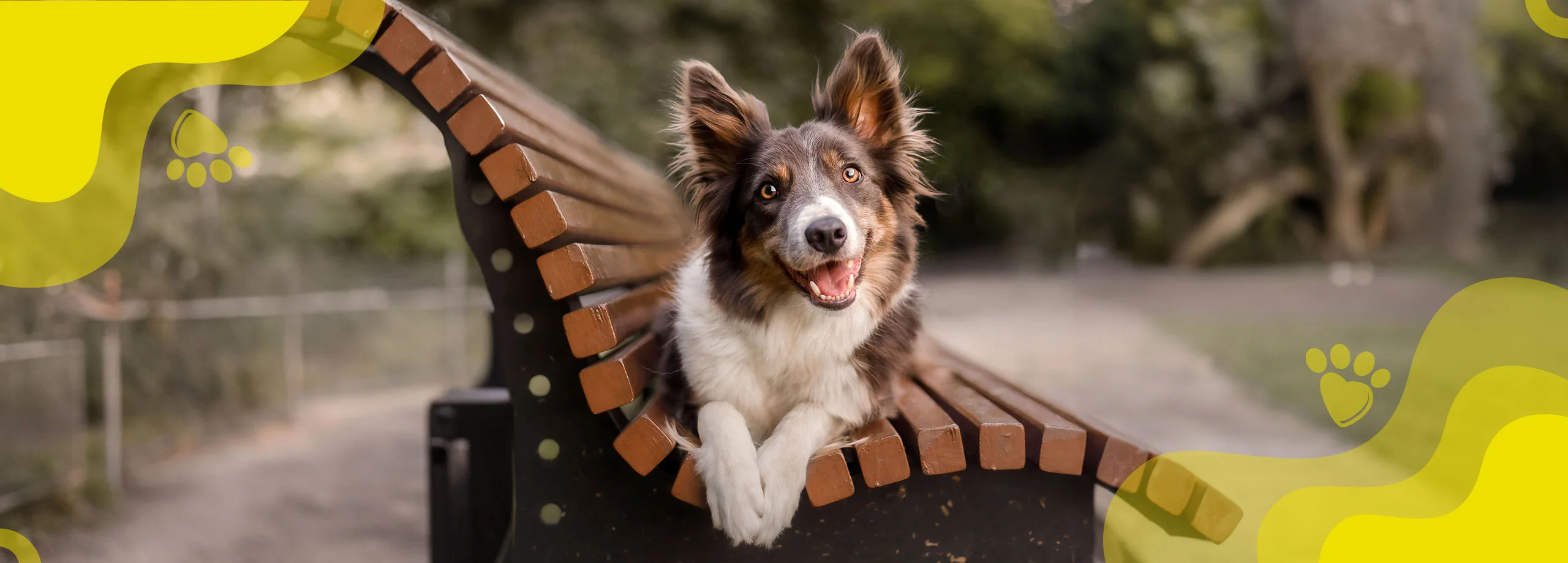 Cuánto vive un perro: ¡Descúbrelo aquí! - Supermascotas