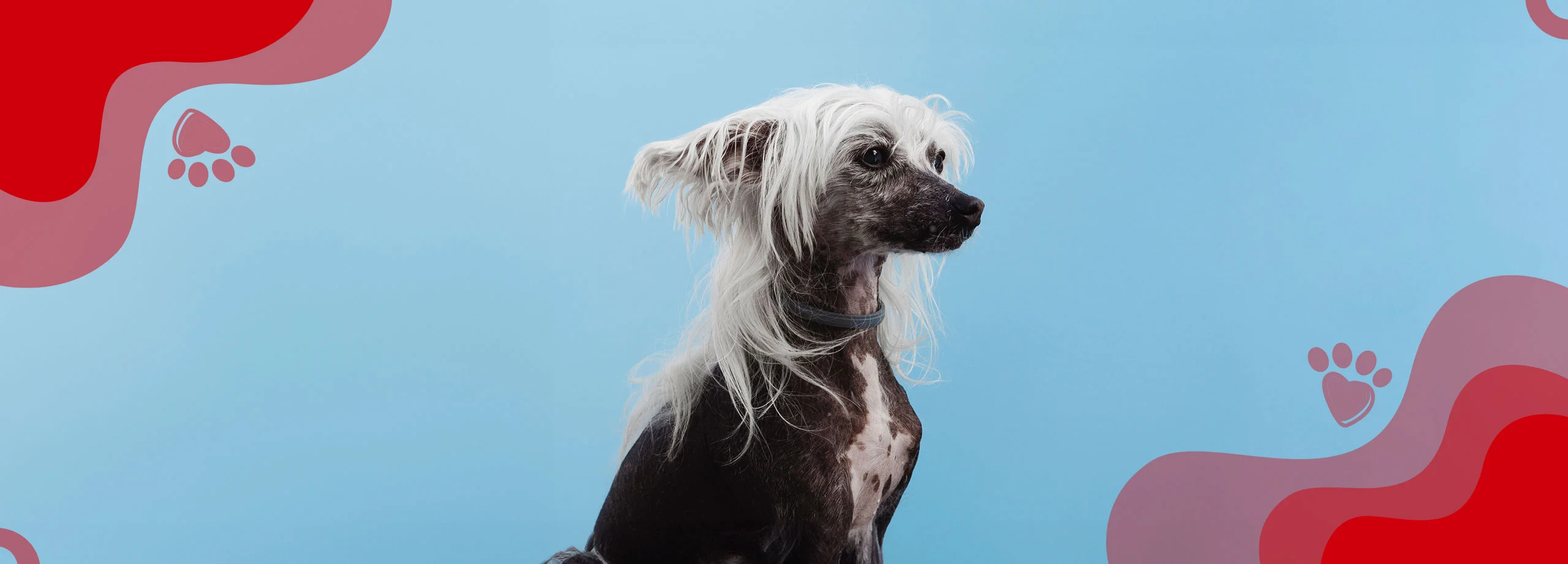 Domina la Caída del Pelo en Perros: Guía Práctica - Supermascotas