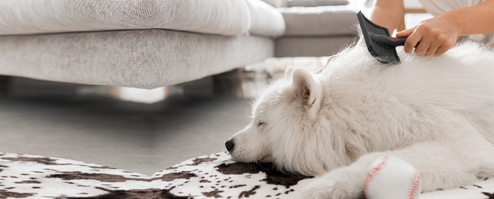 Cómo eliminar el pelo de tus mascotas: consejos prácticos