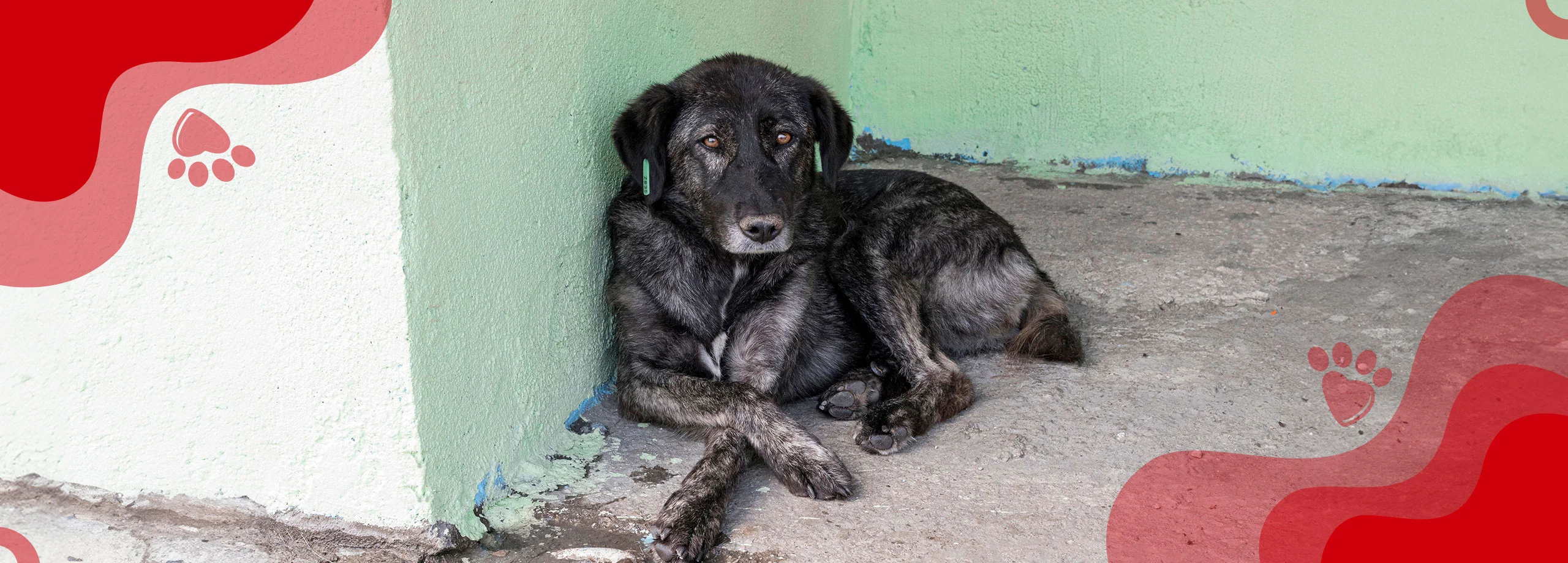 Enfermedades de la Piel en Perros: Causas y Tratamiento - Supermascotas